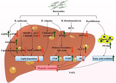 Bacteroides and NAFLD: pathophysiology and therapy